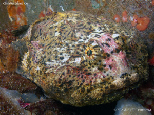 Buffalo sculpin (Enophrys bison). Quadra Island, BC. Cano... by Bea & Stef Primatesta 